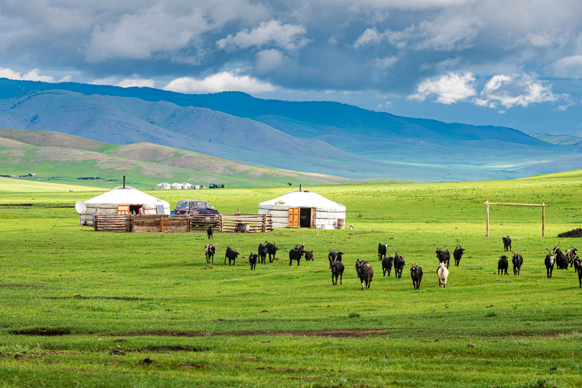 Mongolia field